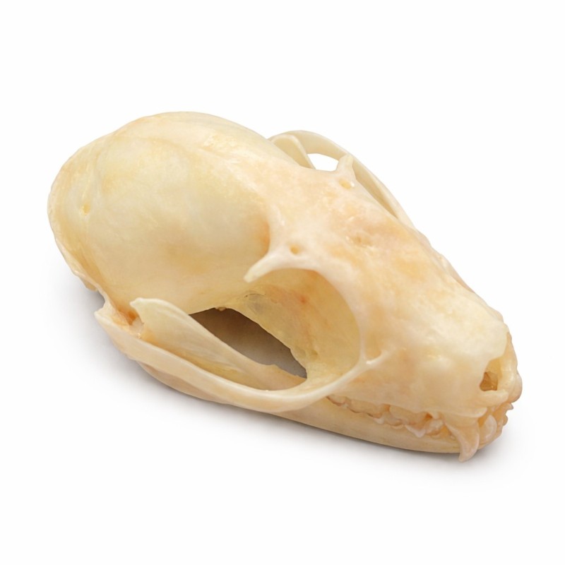 Teschio di Gatto