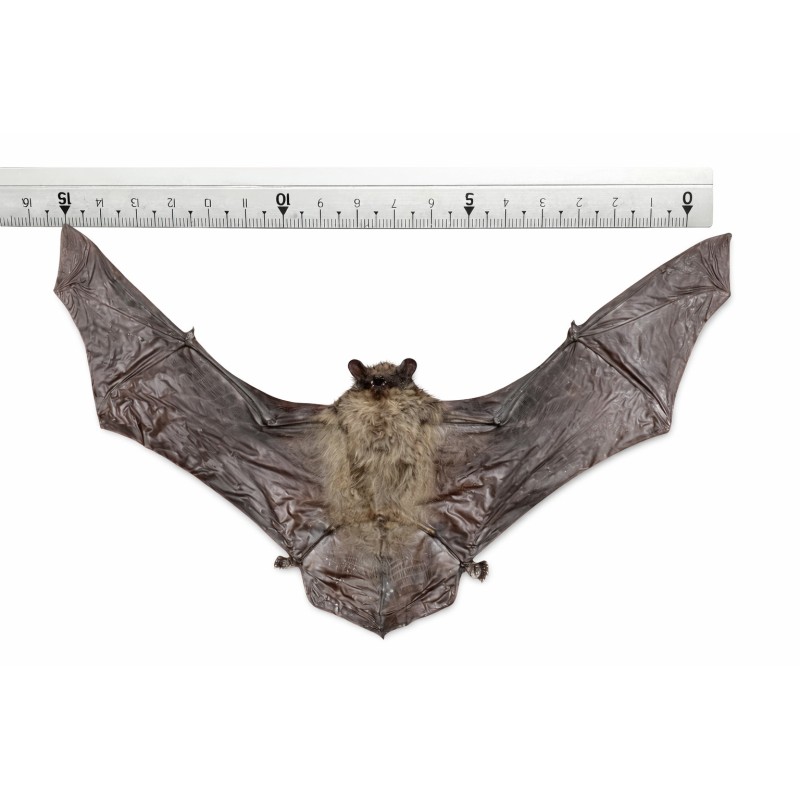 Pipistrello Tylonycteris pachypus