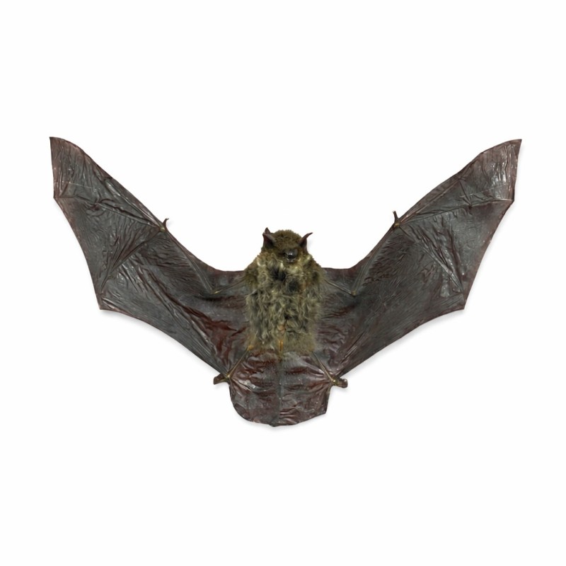 Pipistrellus imbricatus