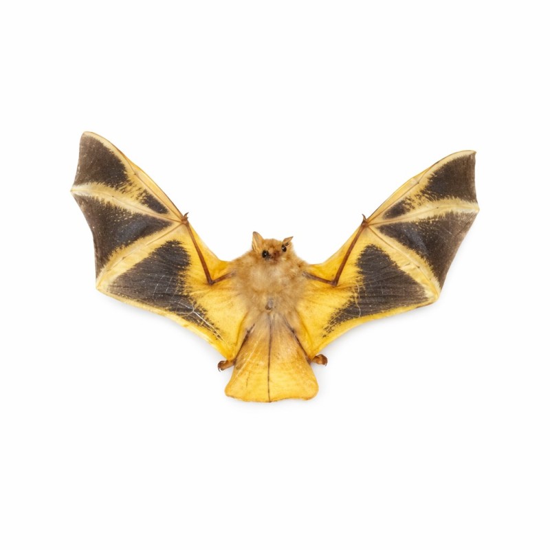 Pipistrello reale - Kerivoula picta  - Vampiro