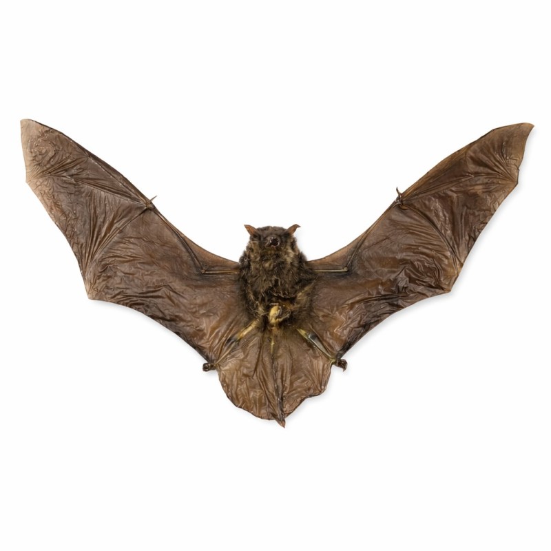 Pipistrello reale - Kerivoula picta  - Vampiro