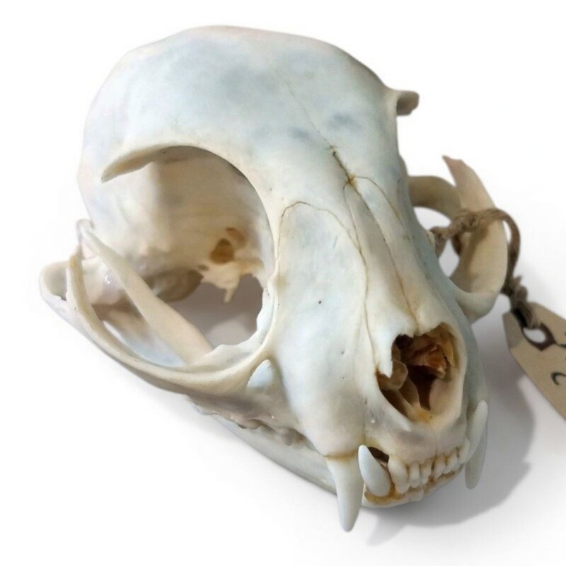 Teschio di Gatto