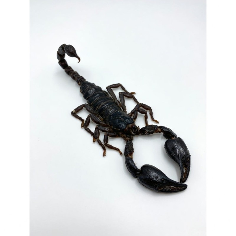 Scorpione Heterometrus laoticus Big XXL